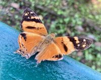 Schmetterling, Iguazú-Wasserfälle, Brasilien