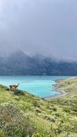 Parque Nacional Torres del Paine- Torres del Paine- Magallanes and Antartica Chilena Region- Chile