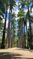 Botanical Garden- Rio de Janeiro- Greater Rio de Janeiro- Brazil
