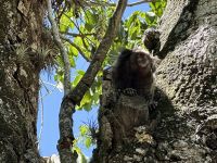 Weißbüscheläffchen am Zuckerhut in Rio de Janeiro 