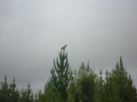 Bussard im Nationalpark Cotopaxi
