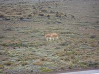 Vicunas