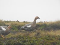 Falklandinseln - Stanley - Yorke Bay