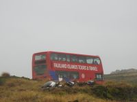 Falklandinseln - Stanley - Yorke Bay