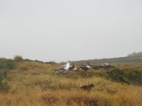 Falklandinseln - Stanley - Yorke Bay