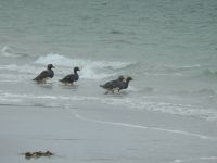 Falklandinseln - Stanley - Yorke Bay 