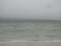 Falklandinseln - Stanley - Yorke Bay - Delfine