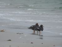 Falklandinseln - Stanley - Yorke Bay 