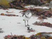 Falklandinseln - Stanley - Yorke Bay