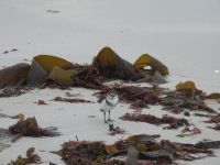 Falklandinseln - Stanley - Yorke Bay