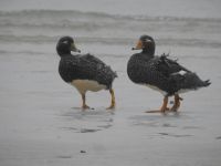 Falklandinseln - Stanley - Yorke Bay