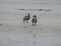 Falklandinseln - Stanley - Yorke Bay