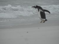 Falklandinseln - Stanley - Yorke Bay