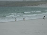 Falklandinseln - Stanley - Yorke Bay