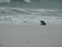 Falklandinseln - Stanley - Yorke Bay