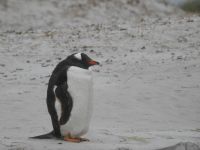 Falklandinseln - Stanley - Yorke Bay