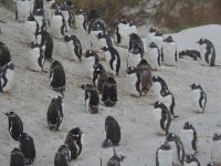 Falklandinseln - Stanley - Yorke Bay