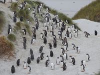 Falklandinseln - Stanley - Yorke Bay