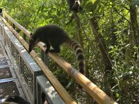 Nasenbär Iguazu 