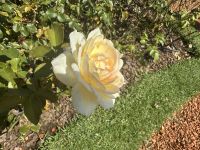 Buenos Aires - Rosengarten