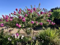 Blumenpracht auf dem Weingut