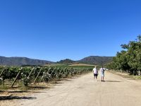 Chilenischer Weinanbau