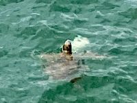 Schildkroete « spielt » mit Riesenqualle