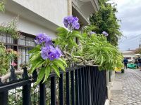 Tolle Blumen ueberall