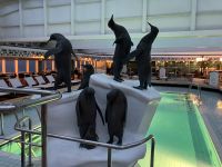 Unser Pool mit den ersten Pinguine dieser Reise