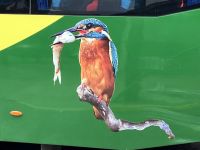 Der Kingfisher den wir nicht gesehen haben