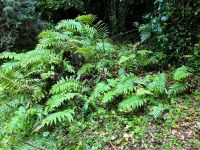 Auf dem schoenen Regenwald-Spaziergang