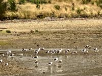 Moeven, ueberall Moeven