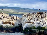 Seeloewen und Cormorante