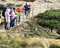 Die Magellan Pinguine warten da sie mausern !