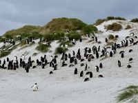 Ein Pinguin verlaesst seine Kolonie 