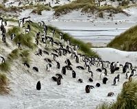 So viele Koenigs- und Bento Pinguine