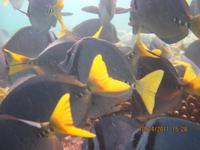 Unterwasserwelt Galapagos