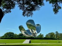 Die auf- und zugehende Tulpe