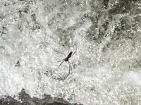 Die Spinne ueber dem tosenden Wasser