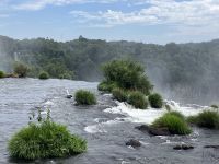 Weisser Heron bei der Teufelsschlucht