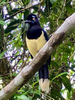 Die Elster kontrolliert den Schmuck