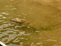 Aber wir sehen den Cayman