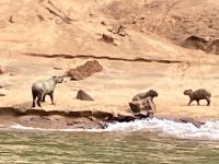 XXSchweine am Flussufer