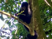 Das Aeffchen im Suedtropischen Wald von Iguazu