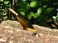 Eine Echse schaut zu