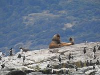 Seelöwen und Kormorane im Beaglekanal