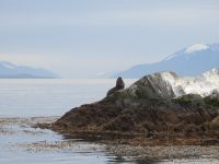 Seelöwe im Beaglekanal