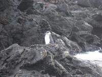 Pinguin ganz gemütlich