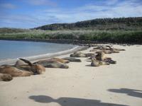 Seelöwen wohin das Auge reicht