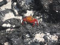 Galapagoskrabbe